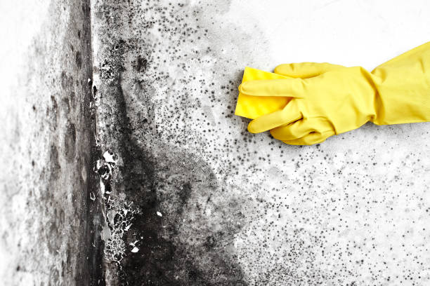 Best Best Mold Removal Companies  in Gordonsville, VA