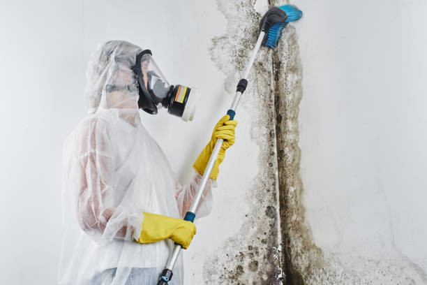 Best Mold Remediation  in Gordonsville, VA