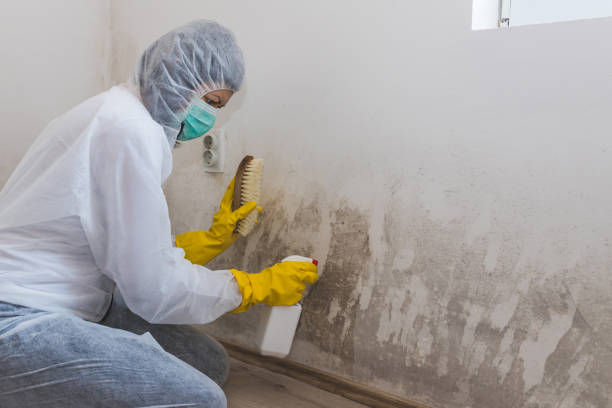 Best Commercial Mold Removal  in Gordonsville, VA