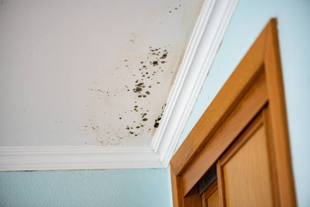 Certified Mold Removal in Gordonsville, VA