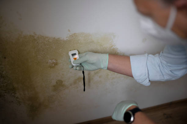 Best Commercial Mold Removal  in Gordonsville, VA