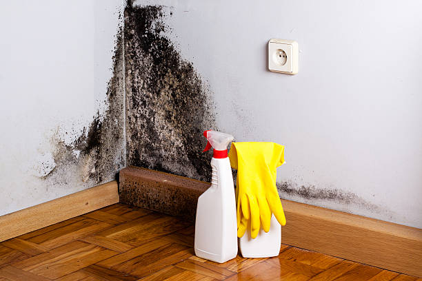 Best Residential Mold Removal  in Gordonsville, VA