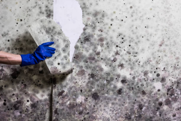 Best Certified Mold Removal  in Gordonsville, VA