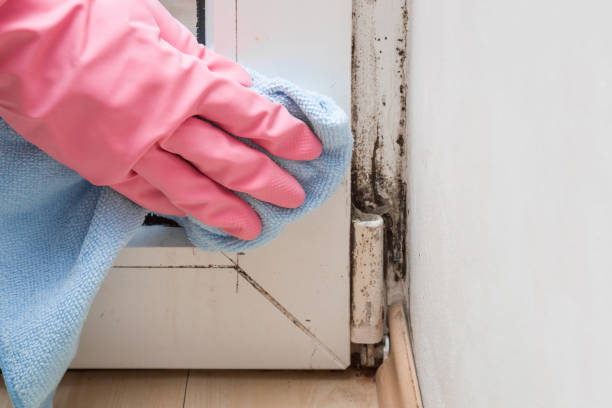 Best Mold Damage Repair  in Gordonsville, VA