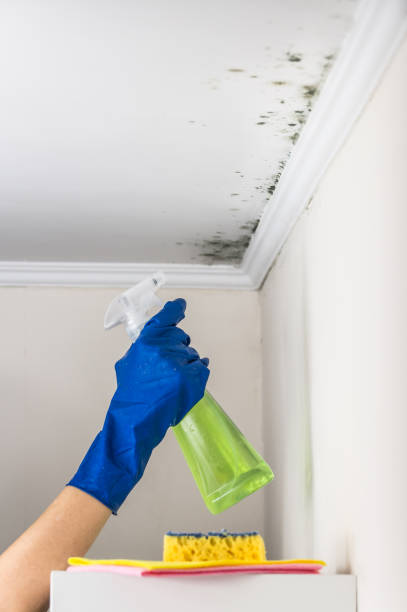 Best Mold Removal Company Near Me  in Gordonsville, VA